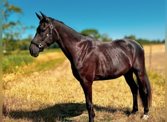Duits sportpaard, Ruin, 4 Jaar, 172 cm, Zwart