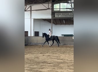 Duits sportpaard, Ruin, 4 Jaar, 172 cm, Zwart