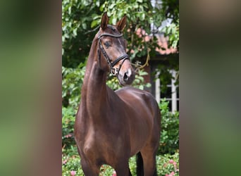 Duits sportpaard, Ruin, 4 Jaar, 172 cm, Zwartbruin