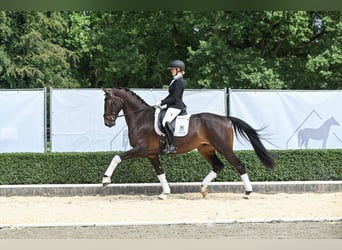Duits sportpaard, Ruin, 4 Jaar, 172 cm, Zwartbruin