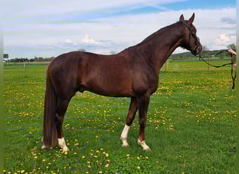 Duits sportpaard, Ruin, 4 Jaar, 173 cm, Donkere-vos