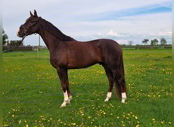 Duits sportpaard, Ruin, 4 Jaar, 173 cm, Donkere-vos