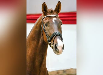 Duits sportpaard, Ruin, 4 Jaar, 173 cm, Donkere-vos