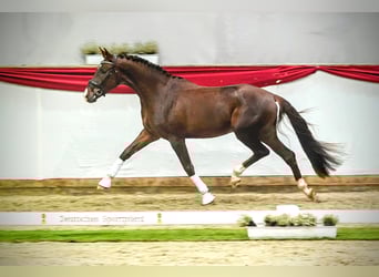 Duits sportpaard, Ruin, 4 Jaar, 173 cm, Donkere-vos