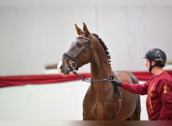 Duits sportpaard, Ruin, 4 Jaar, 173 cm, Donkere-vos
