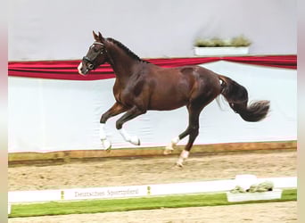 Duits sportpaard, Ruin, 4 Jaar, 173 cm, Donkere-vos