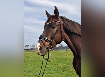 Duits sportpaard, Ruin, 4 Jaar, 173 cm, Donkere-vos