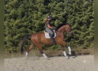 Duits sportpaard, Ruin, 4 Jaar, 174 cm, Bruin