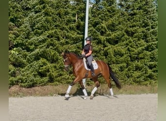 Duits sportpaard, Ruin, 4 Jaar, 174 cm, Bruin