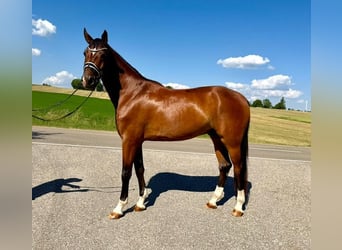 Duits sportpaard, Ruin, 4 Jaar, 174 cm, Bruin