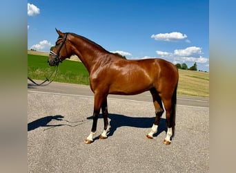 Duits sportpaard, Ruin, 4 Jaar, 174 cm, Bruin
