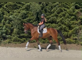 Duits sportpaard, Ruin, 4 Jaar, 174 cm, Bruin