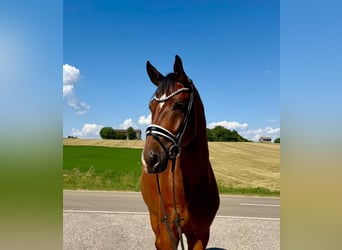 Duits sportpaard, Ruin, 4 Jaar, 174 cm, Bruin