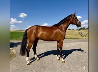 Duits sportpaard, Ruin, 4 Jaar, 174 cm, Bruin