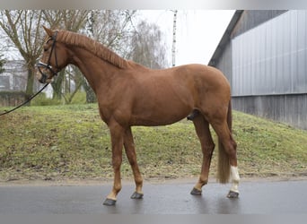 Duits sportpaard, Ruin, 4 Jaar, 174 cm, Vos