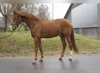 Duits sportpaard, Ruin, 4 Jaar, 174 cm, Vos