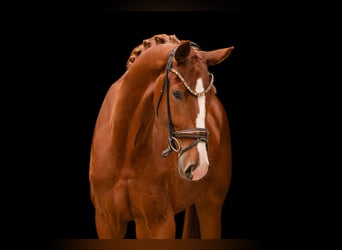 Duits sportpaard, Ruin, 4 Jaar, 174 cm, Vos