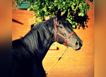 Duits sportpaard, Ruin, 4 Jaar, 174 cm, Zwart