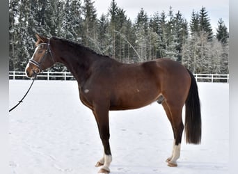 Duits sportpaard, Ruin, 4 Jaar, 175 cm, Brauner