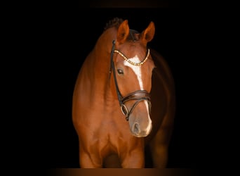 Duits sportpaard, Ruin, 4 Jaar, 175 cm, Donkere-vos
