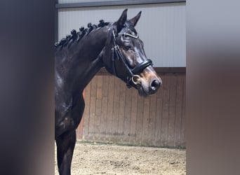 Duits sportpaard, Ruin, 4 Jaar, 175 cm, Zwartbruin
