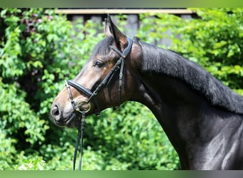 Duits sportpaard, Ruin, 4 Jaar, 175 cm, Zwartbruin