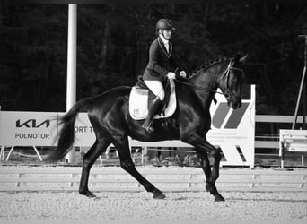 Duits sportpaard, Ruin, 4 Jaar, 177 cm, Zwart