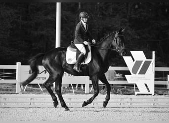 Duits sportpaard, Ruin, 4 Jaar, 177 cm, Zwart