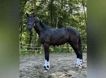 Duits sportpaard, Ruin, 4 Jaar, 184 cm, Zwart