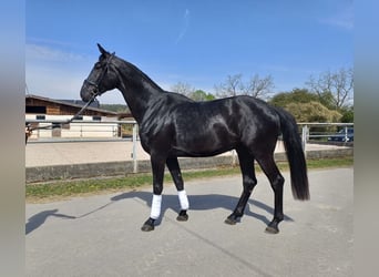 Duits sportpaard, Ruin, 4 Jaar, 184 cm, Zwartbruin