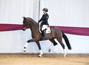 Duits sportpaard, Ruin, 4 Jaar, Bruin