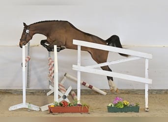 Duits sportpaard, Ruin, 4 Jaar, Bruin