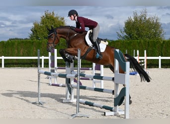 Duits sportpaard, Ruin, 4 Jaar, Bruin