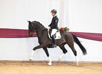 Duits sportpaard, Ruin, 4 Jaar, Zwartbruin