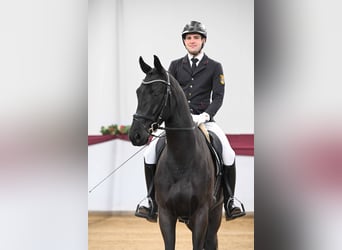 Duits sportpaard, Ruin, 4 Jaar, Zwartbruin