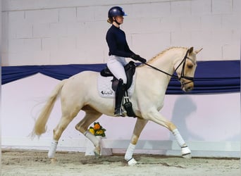 Duits sportpaard, Ruin, 5 Jaar, 158 cm, Palomino