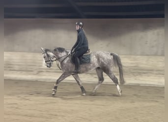 Duits sportpaard, Ruin, 5 Jaar, 160 cm, Appelschimmel