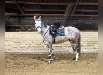 Duits sportpaard, Ruin, 5 Jaar, 160 cm, Appelschimmel