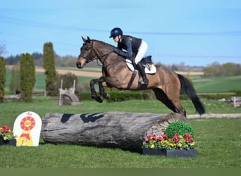 Duits sportpaard, Ruin, 5 Jaar, 162 cm, Bruin