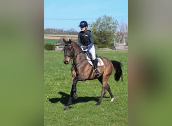 Duits sportpaard, Ruin, 5 Jaar, 162 cm, Bruin