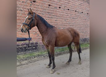 Duits sportpaard, Ruin, 5 Jaar, 162 cm, Bruin