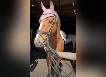 Duits sportpaard, Ruin, 5 Jaar, 163 cm, Bruin