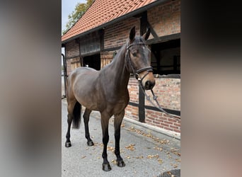 Duits sportpaard, Ruin, 5 Jaar, 163 cm, Bruin