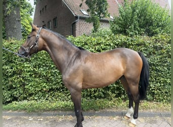 Duits sportpaard, Ruin, 5 Jaar, 163 cm, Bruin