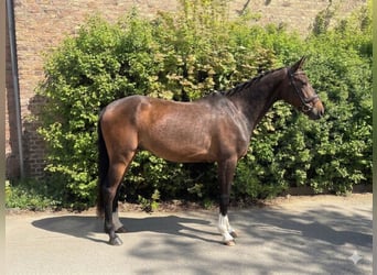 Duits sportpaard, Ruin, 5 Jaar, 163 cm, Bruin