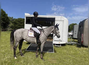 Duits sportpaard, Ruin, 5 Jaar, 164 cm, Appelschimmel