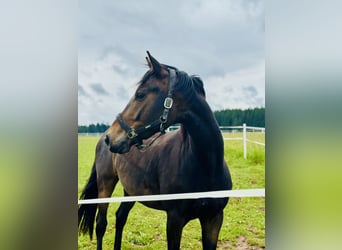 Duits sportpaard, Ruin, 5 Jaar, 164 cm, Donkerbruin