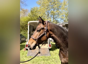 Duits sportpaard, Ruin, 5 Jaar, 164 cm, Donkerbruin