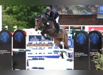 Duits sportpaard, Ruin, 5 Jaar, 164 cm, Donkerbruin