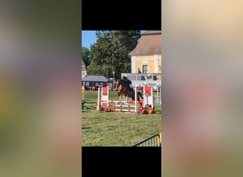 Duits sportpaard, Ruin, 5 Jaar, 165 cm, Bruin